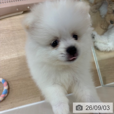 ポメラニアンの写真