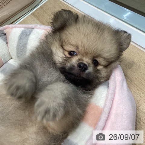 宮城県のポメラニアン (ペットプラス 仙台泉大沢店/2026年7月2日生まれ/男の子/クリームセーブル)の子犬の3枚目の画像