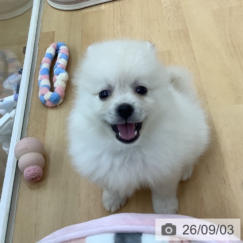 ポメラニアンの写真