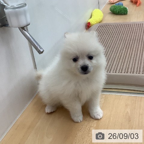 ポメラニアンの写真