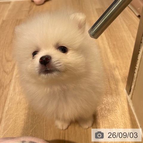 東京都のポメラニアン (ペットプラス 東久留米店/2026年7月2日生まれ/男の子/ホワイト)の子犬の4枚目の画像