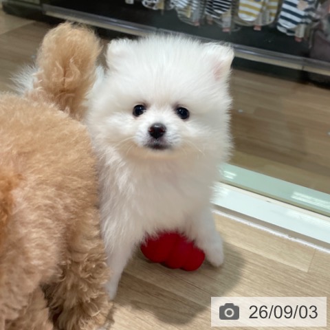 東京都のポメラニアン (ペットプラス 東久留米店/2026年7月2日生まれ/男の子/ホワイト)の子犬の3枚目の画像