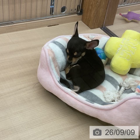埼玉県のチワワ(ロング) (ペッツワン 浦和美園店/2026年7月3日生まれ/男の子/ブラックタン)の子犬の3枚目の画像