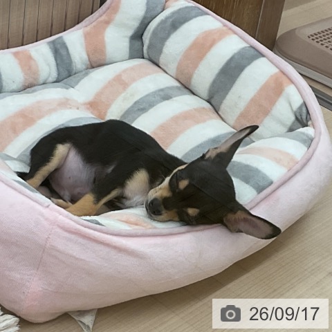 埼玉県のチワワ(ロング) (ペッツワン 浦和美園店/2026年7月3日生まれ/男の子/ブラックタン)の子犬の3枚目の画像