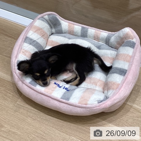 岩手県のチワワ(ロング) (ペットプラス 盛岡南店/2026年7月3日生まれ/男の子/ブラックタン)の子犬の3枚目の画像