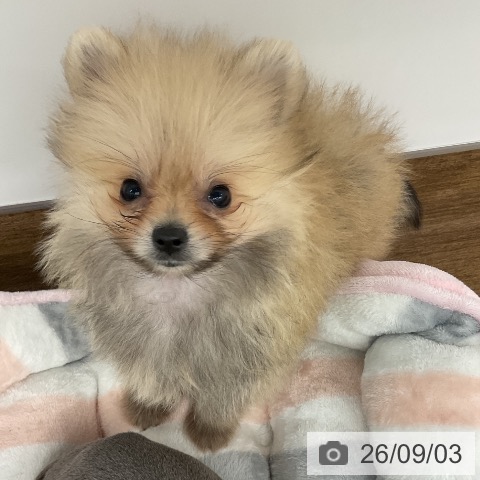 ポメラニアンの写真