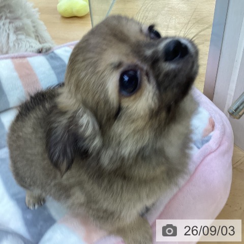 埼玉県のチワワ(ロング) (ペットプラス 羽生店/2026年7月3日生まれ/男の子/フォーン)の子犬の3枚目の画像