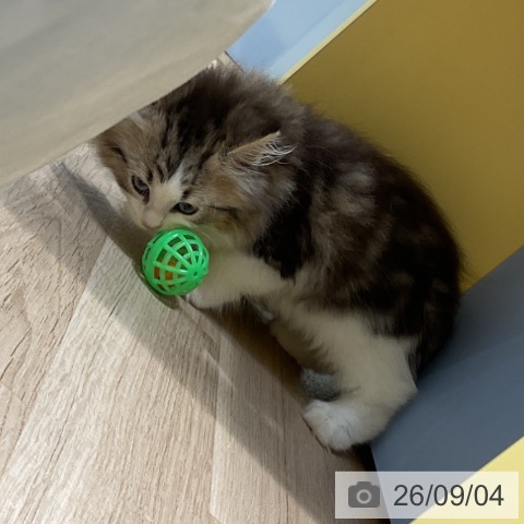 サイベリアンの写真