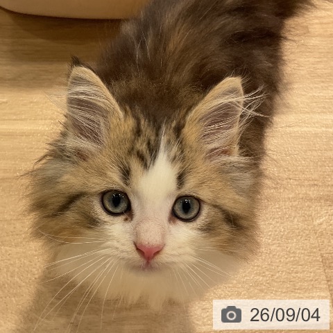 サイベリアンの写真