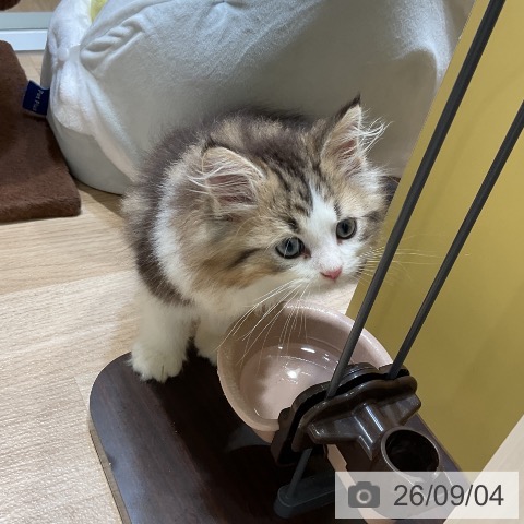 サイベリアンの写真