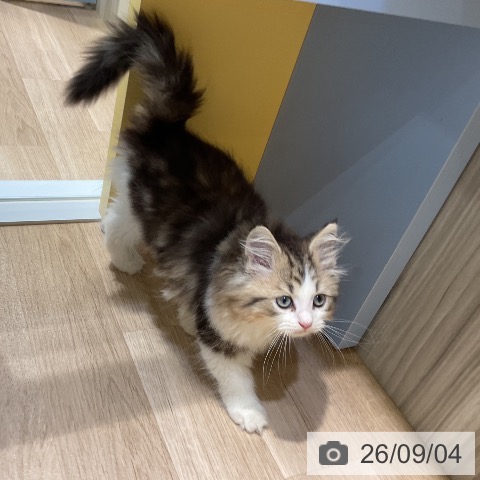 サイベリアンの写真