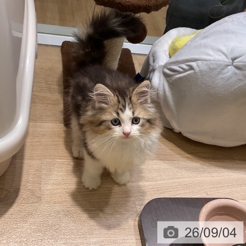 サイベリアンの写真