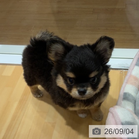 チワワの写真