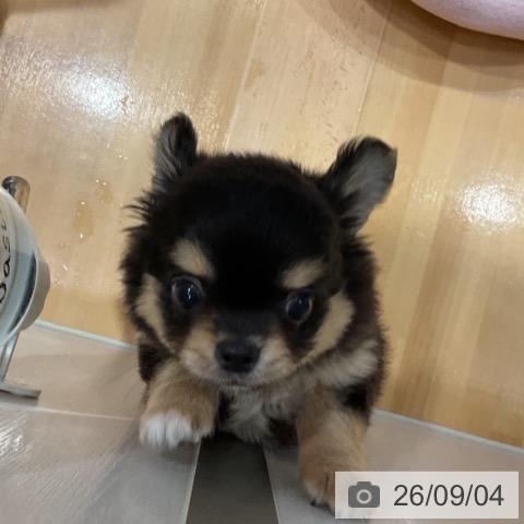 チワワの写真