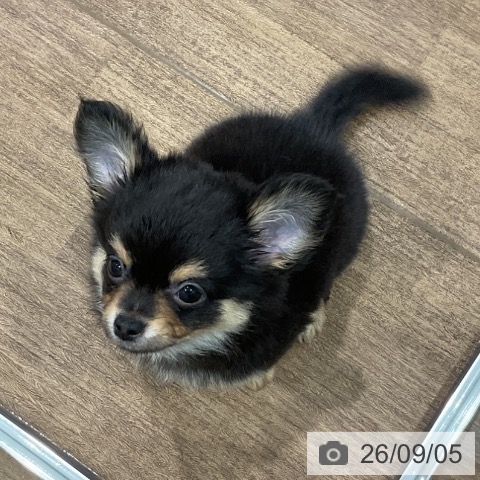 チワワの写真