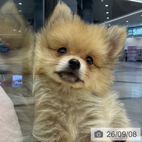 愛知県のポメラニアン (ペットプラス イオンモール豊川店/2026年7月5日生まれ/男の子/クリームセーブル)の子犬の3枚目の画像