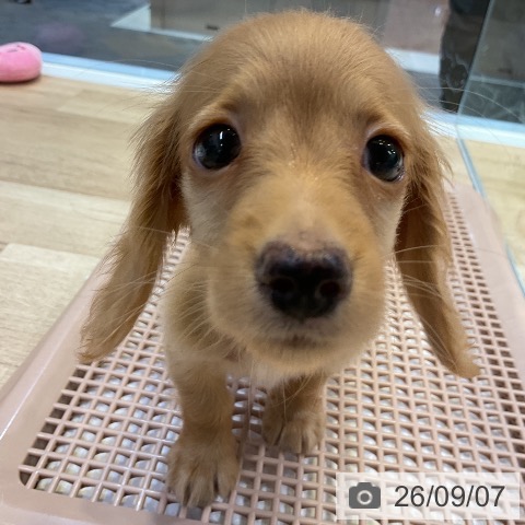愛知県のミニチュアダックスフンド(ロング) (ペットプラス 岡崎店/2026年7月5日生まれ/男の子/ゴールド)の子犬の4枚目の画像