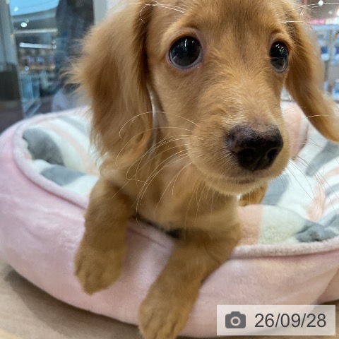 愛知県のミニチュアダックスフンド(ロング) (ペットプラス 岡崎店/2026年7月5日生まれ/男の子/ゴールド)の子犬の4枚目の画像