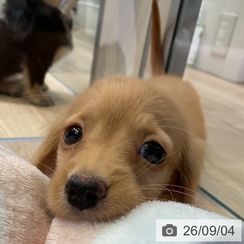 愛知県のミニチュアダックスフンド(ロング) (ペットプラス 岡崎店/2026年7月5日生まれ/男の子/ゴールド)の子犬の3枚目の画像