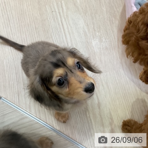 ミニチュア・ダックスフンドの写真