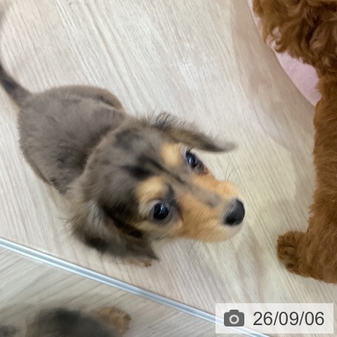 ミニチュア・ダックスフンドの写真