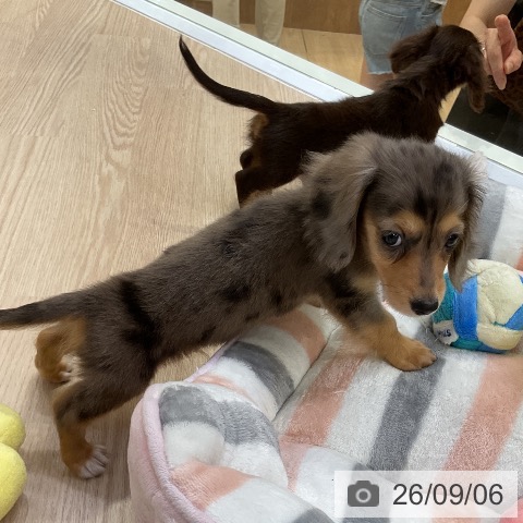 ミニチュア・ダックスフンドの写真