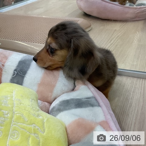 ミニチュア・ダックスフンドの写真