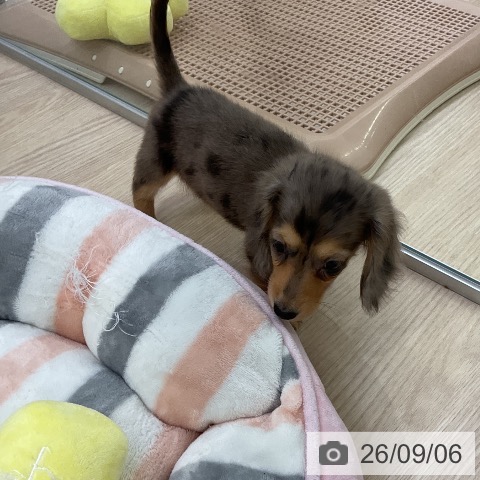 ミニチュア・ダックスフンドの写真