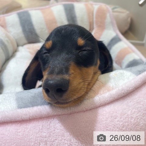 富山県のミニチュアダックスフンド(ロング) (ペットプラス 高岡店/2026年7月5日生まれ/男の子/ブラックタン)の子犬の3枚目の画像
