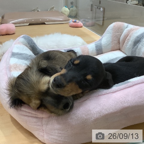ミニチュア・ダックスフンドの写真
