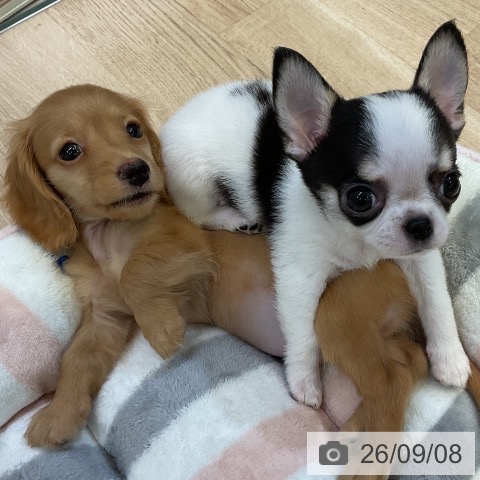 愛知県のチワワ(ロング) (ペットプラス 岡崎店/2026年7月6日生まれ/男の子/ホワイトブラックタン)の子犬の4枚目の画像