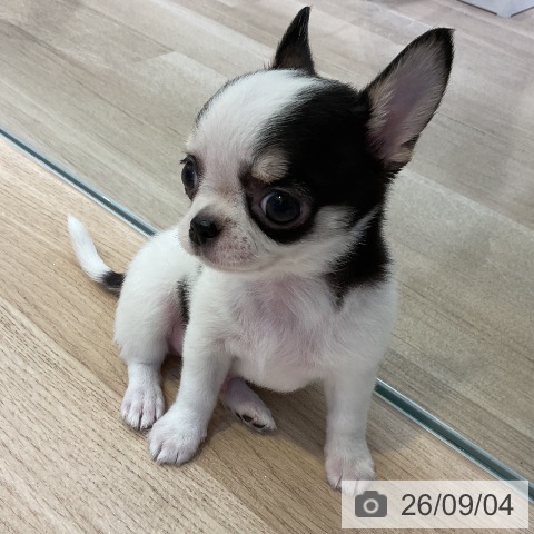 チワワの写真