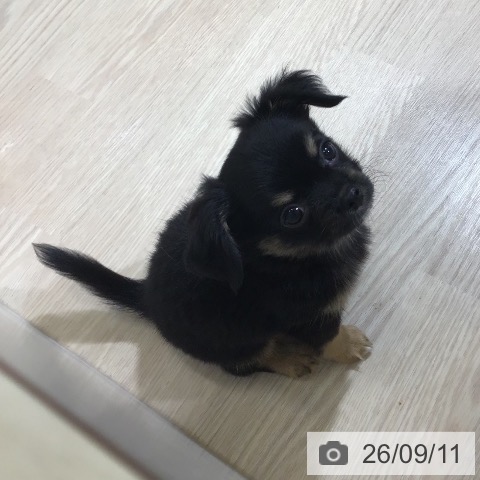 富山県のチワワ(ロング) (ペットプラス 高岡店/2026年7月6日生まれ/男の子/ブラックタン)の子犬の4枚目の画像