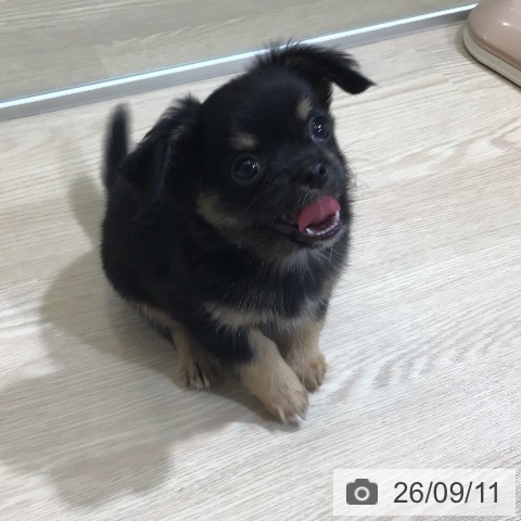 富山県のチワワ(ロング) (ペットプラス 高岡店/2026年7月6日生まれ/男の子/ブラックタン)の子犬の3枚目の画像