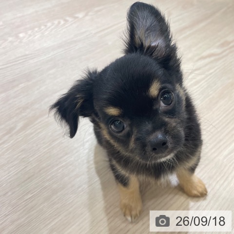 石川県のチワワ(ロング) (ペットプラス 新小松店/2026年7月6日生まれ/男の子/ブラックタン)の子犬の4枚目の画像