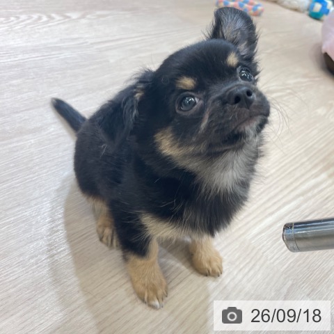 石川県のチワワ(ロング) (ペットプラス 新小松店/2026年7月6日生まれ/男の子/ブラックタン)の子犬の3枚目の画像