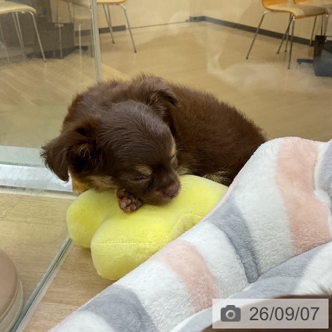 愛知県のチワワ(ロング) (ペットプラス mozoワンダーシティ店/2026年7月6日生まれ/女の子/チョコレートタン)の子犬の3枚目の画像