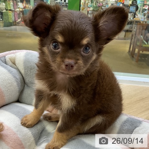 愛知県のチワワ(ロング) (ペットプラス mozoワンダーシティ店/2026年7月6日生まれ/女の子/チョコレートタン)の子犬の4枚目の画像