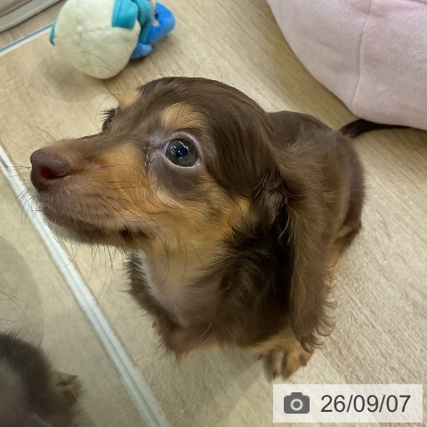 愛知県のミニチュアダックスフンド(ロング) (ペットプラス mozoワンダーシティ店/2026年7月6日生まれ/男の子/チョコレートタン)の子犬の4枚目の画像