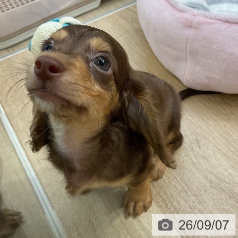 愛知県のミニチュアダックスフンド(ロング) (ペットプラス mozoワンダーシティ店/2026年7月6日生まれ/男の子/チョコレートタン)の子犬の3枚目の画像