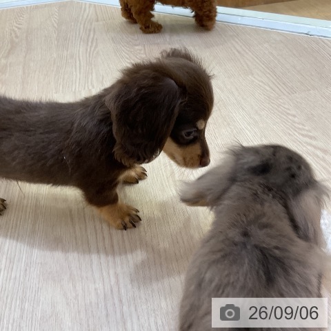 ミニチュア・ダックスフンドの写真