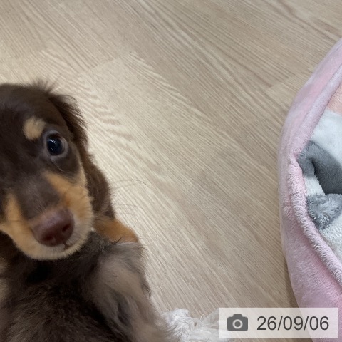 ミニチュア・ダックスフンドの写真
