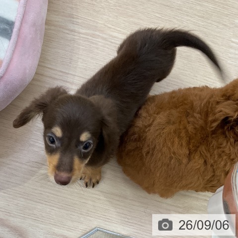 ミニチュア・ダックスフンドの写真