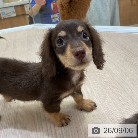 ミニチュア・ダックスフンドの写真