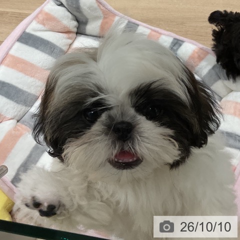 三重県のシーズー (ペットプラス 鈴鹿店/2026年7月6日生まれ/女の子/ホワイトゴールド)の子犬の4枚目の画像