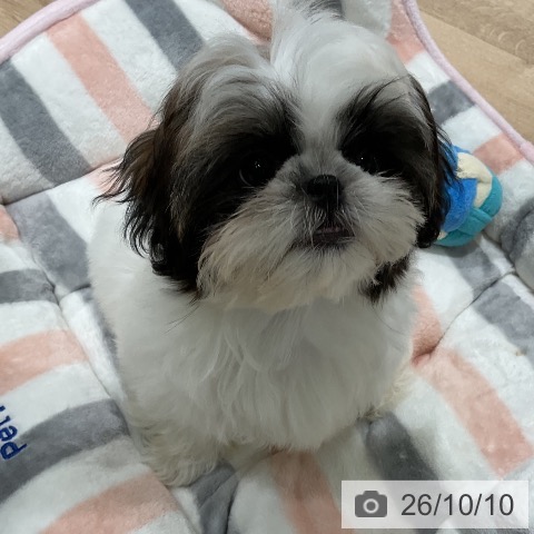 三重県のシーズー (ペットプラス 鈴鹿店/2026年7月6日生まれ/女の子/ホワイトゴールド)の子犬の3枚目の画像