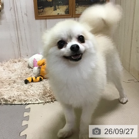 ポメラニアンの写真