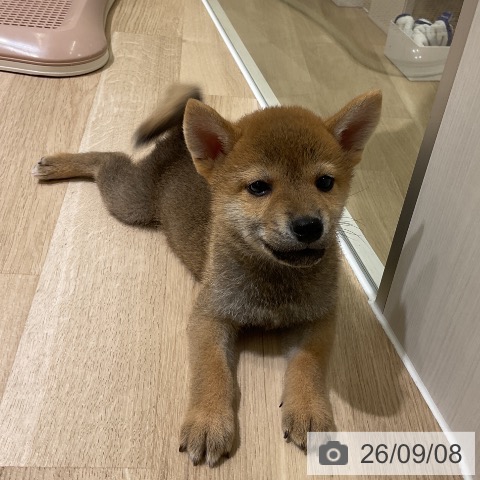 愛知県の柴犬(標準サイズ) (ペットプラス イオンモール豊川店/2026年7月6日生まれ/男の子/赤)の子犬の4枚目の画像