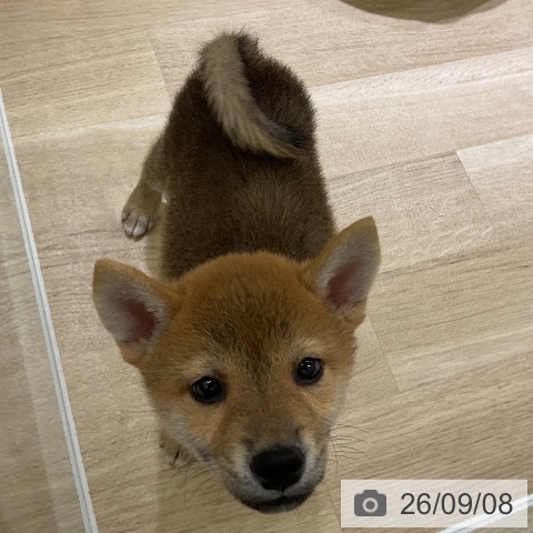 愛知県の柴犬(標準サイズ) (ペットプラス イオンモール豊川店/2026年7月6日生まれ/男の子/赤)の子犬の3枚目の画像