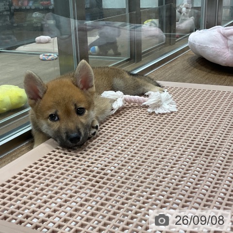 柴の写真